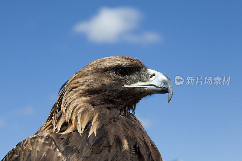 金鹰(Aquila chrysaetos)